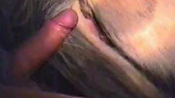 Mare with a leaking cunt getting fucked from behind