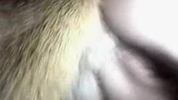 Aroused girl relishing nocturnal animal sex with a canine
