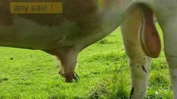 Close-up voyeur-style video focusing on the bull's boner
