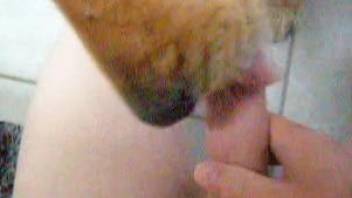 Dude jerking his dick while a dog licks it in POV