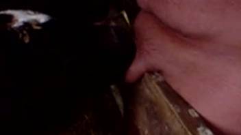 Plump man having his dick tongued by an alluring cow