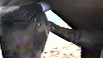 Two equines indulging in steamy outdoor encounters