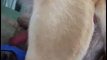 Huge dicks from horses and canines are exactly what these nasty chicks desire