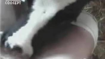 Bovine tongues lady's genitals while she pleasures herself
