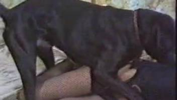 Blonde babe in fishnets gets brutally pounded by a dog