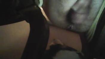 Canine licking the enticing and hairy anus of a plump man