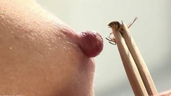 Collared MILF enjoying bee stings and nipple torture