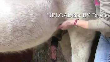 Dude jerks a horse's hot cock in a free zoo porn vid