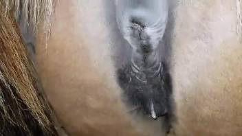 Mare pussy getting creampied by a horny, hairy dude