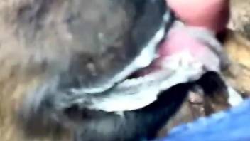 Dude enjoying oral with a very sexy brown animal