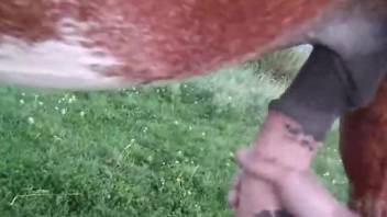 Dude jerking an animal's cock in an outdoor scene