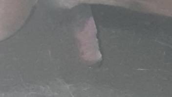Beastiality spy clip centered on a bull's erect penis