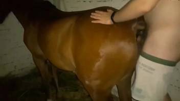 Guy thrusts into a female horse's inviting vagina from the rear
