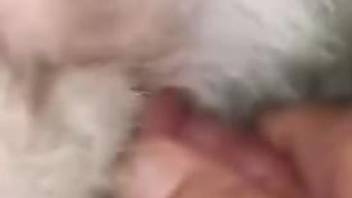 Close-up porn video focusing on an animal's pussy