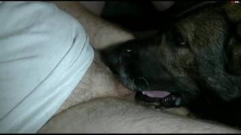 Guy with a pulsating dick receives oral from a canine