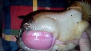 Perverted guy lets snails cover his cock in goo