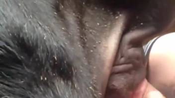 Bushy dick guy banging a lustful beast doggy style