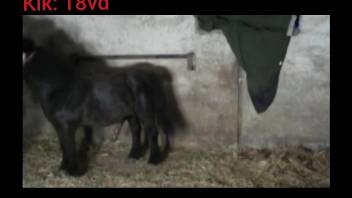 Assless chaps zoophile gets fucked by a horny pony