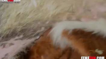 Moist vagina hottie being screwed by an incredibly alluring swine