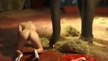Brave blonde with no fear lies completely naked near elephant