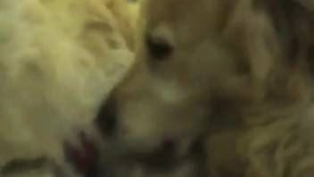 Golden-haired vixen gets pounded by a freaky hound