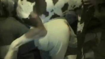 Huge canine anally penetrates bare novice on live webcam