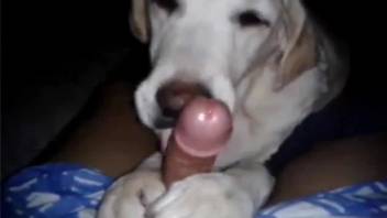Canine tonguing penis following paw manipulation in point-of-view format