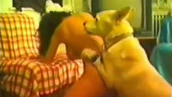 Rear-entry pounding with moans, orgasming, and extra