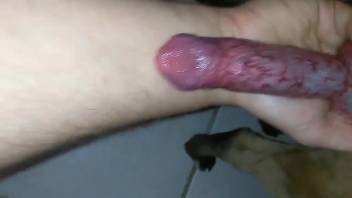 Aroused bestiality enthusiast masturbating a canine's tasty dick
