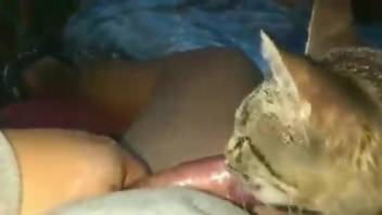 The cat licks the owner's dick when he's masturbating