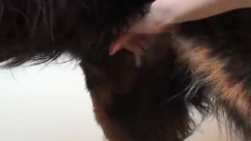 Guy masturbates canine penis in insane DIY amateur porn