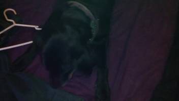 Ebony pup savoring the flavor of that rigid dick