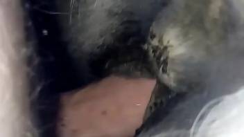 Ugly horse vagina stretched wide by a man's dick