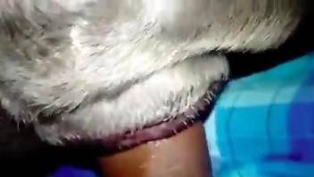 Dude's hard cock swallowed by an animal's greedy hole