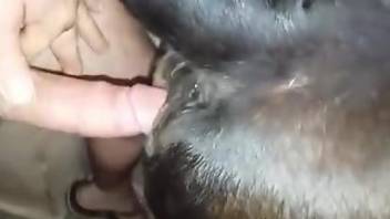 Deep zoophilia cam action between a man and the cow