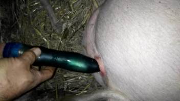 Pig pussy getting fucked with a beautiful sex toy