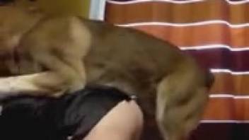 Mischievous mom receiving her pet's steamy dick in her snatch