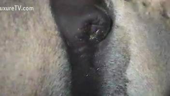 Close-up video focusing on a very sexy stallion