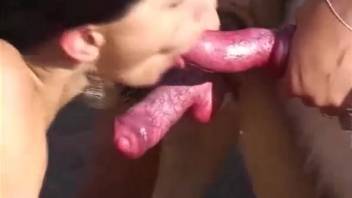 Attractive Hispanic woman smooching canine dicks outside