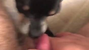 POV oral video featuring a hot zoophile and a kinky dog