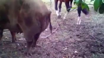 Pair of beasts savagely screwing each other on webcam