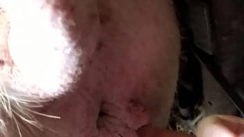 Juicy animal pussy getting fingered by a hot dude