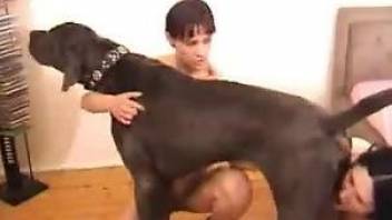Sexy women sharing a dog's cock in a nice 3some