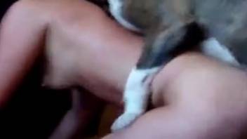 Brunette with hairy snatch getting banged by a hot dog