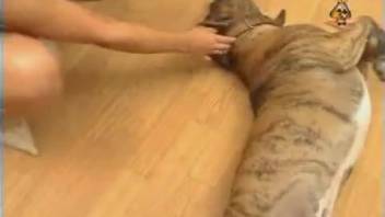Curvy whore enjoys canine dick in her oral cavity and vagina