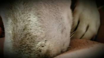 Surprisingly tender close-up video with a puppy