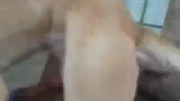 Rigid canine cock demolishes a newbie's plump tight pussy
