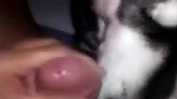 Sexy dude smothers his dog with his sweaty asshole