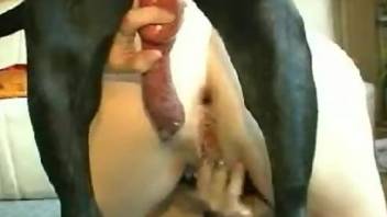 Dog's hot cock penetrating a zoophile's butthole