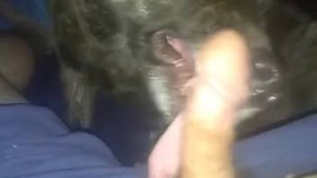 Horny dude with a massive erection bangs a canine